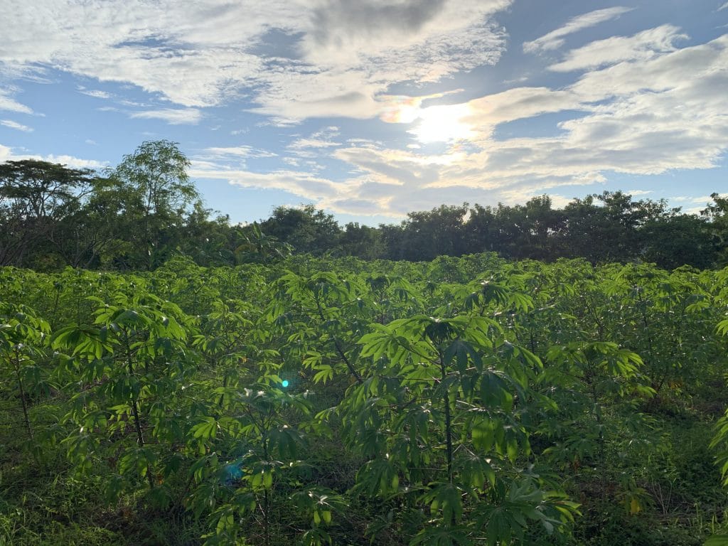 17 Acre Farm Crops scaled 1