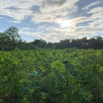 17 Acre Farm Crops scaled 1