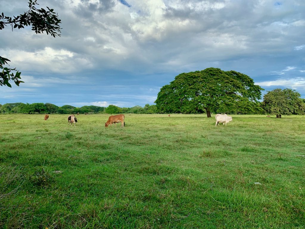 17 Acre farm in the Countryside 4