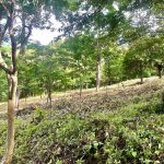 Lot 15 has trees in and an ocean view.