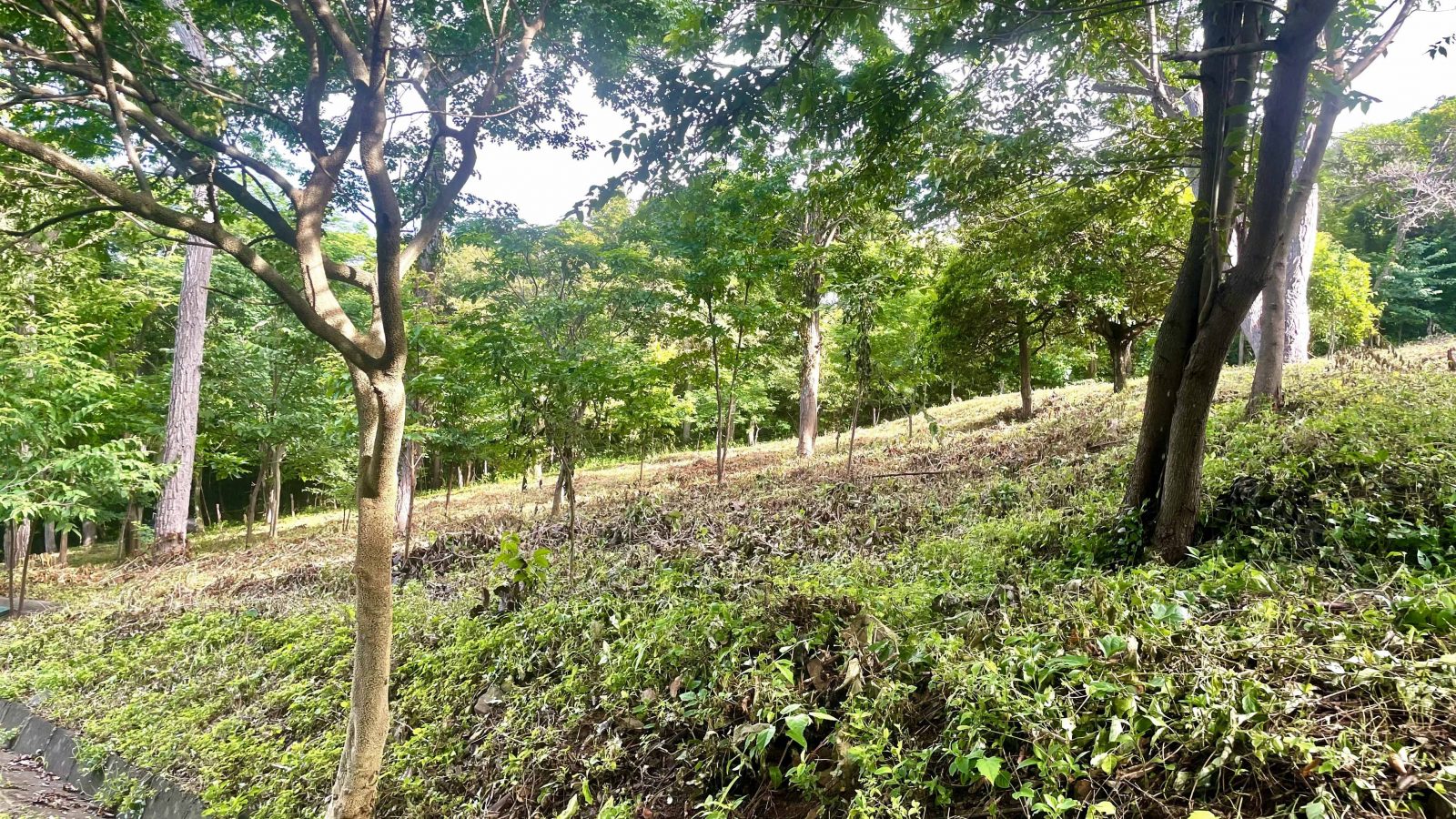 Lot 15 has trees in and an ocean view.
