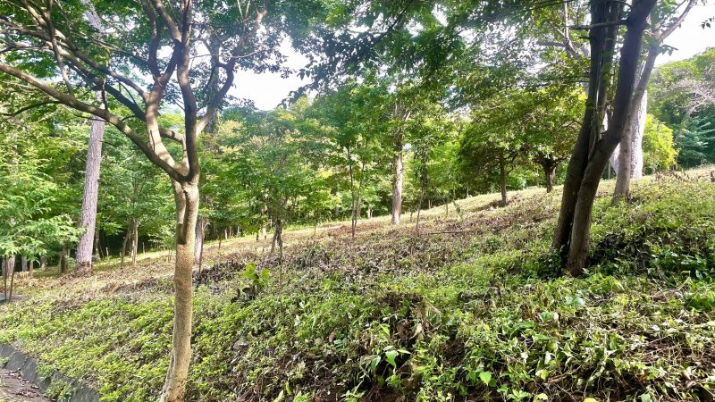 Lot 15 has trees in and an ocean view.