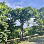 This Costa Dulce Lot with an Ocean view is nestled among the trees.