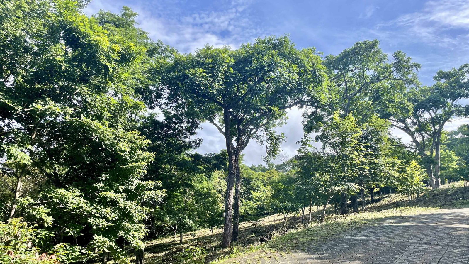 This Costa Dulce Lot with an Ocean view is nestled among the trees.
