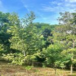 The trees on lot 15.