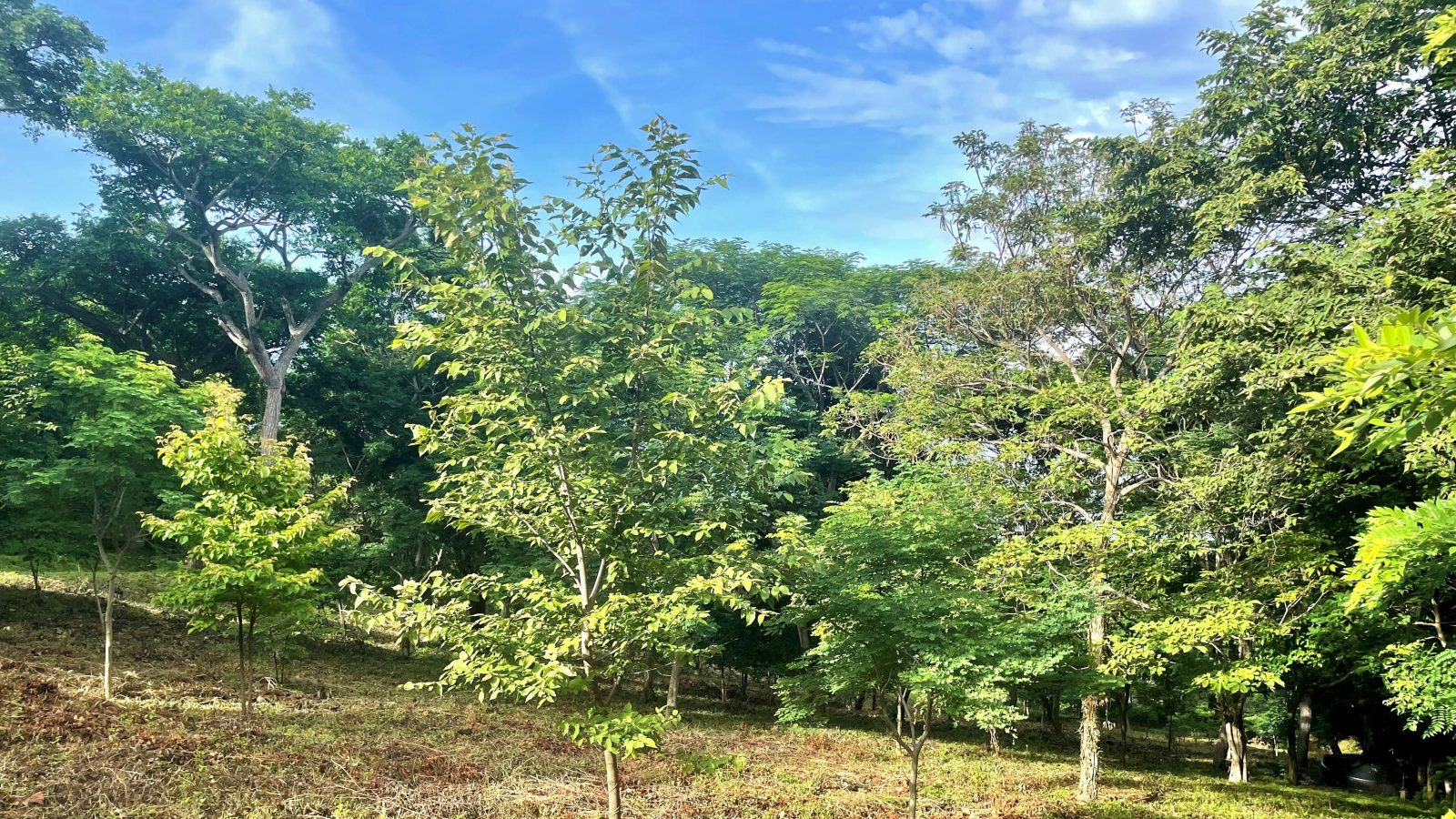 The trees on lot 15.