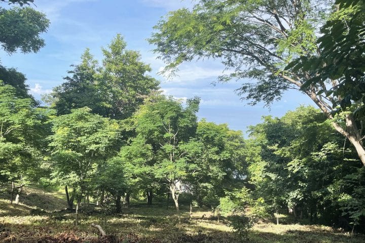 This tree-filled lot has an ocean view.