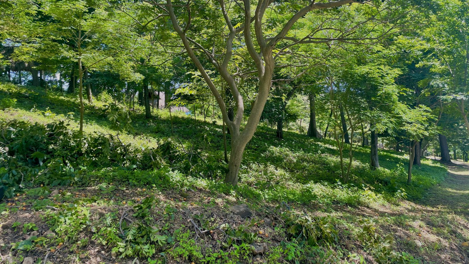 The offers plenty of greenery.