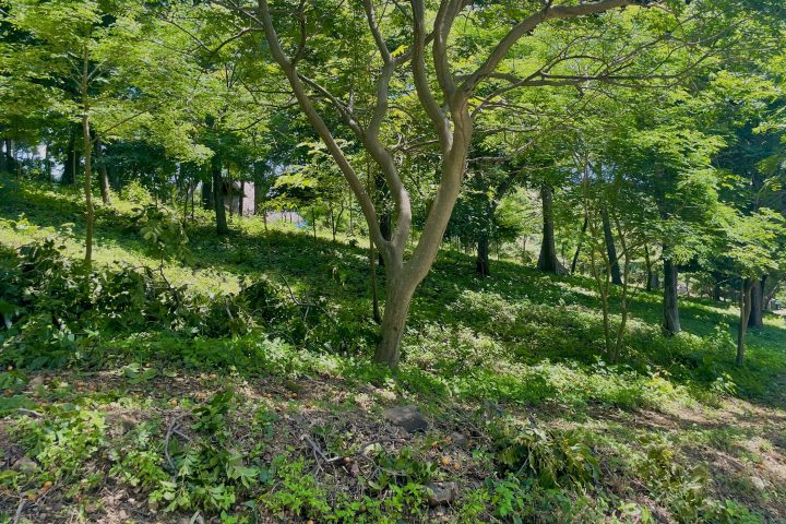 The offers plenty of greenery.