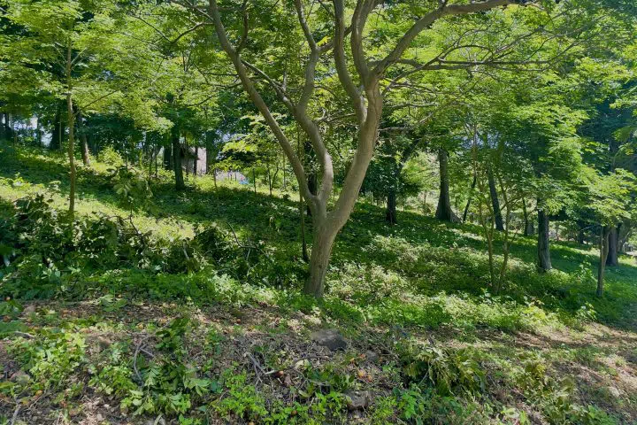 The offers plenty of greenery.