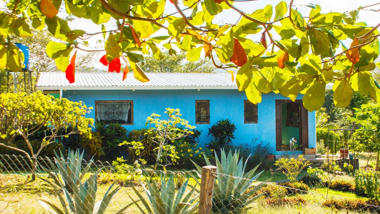 This affordable jungle oasis sits on 2.8 acres.