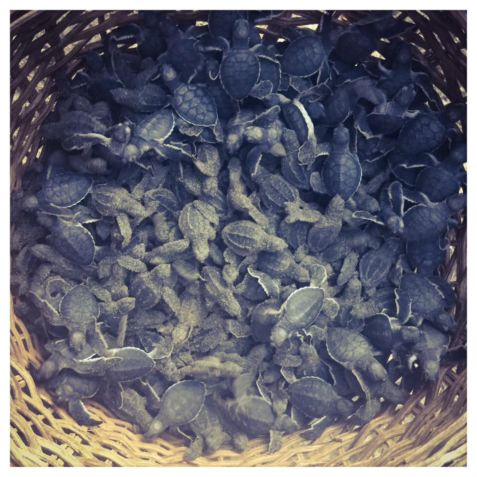 Before sea turtle releases, the turtles become active in baskets.