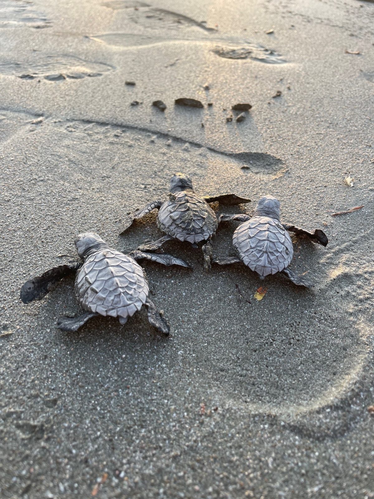 Sea Turtle releases on Playa Escameca.
