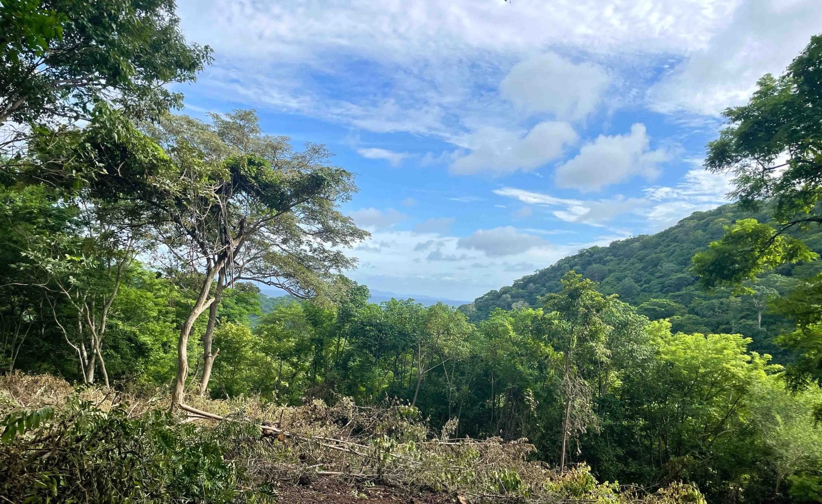 Ocean views can be seen from this wooded acreage in Big Sky Ranch