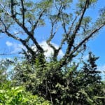 Acre Plus Lot Near Playa Remanso