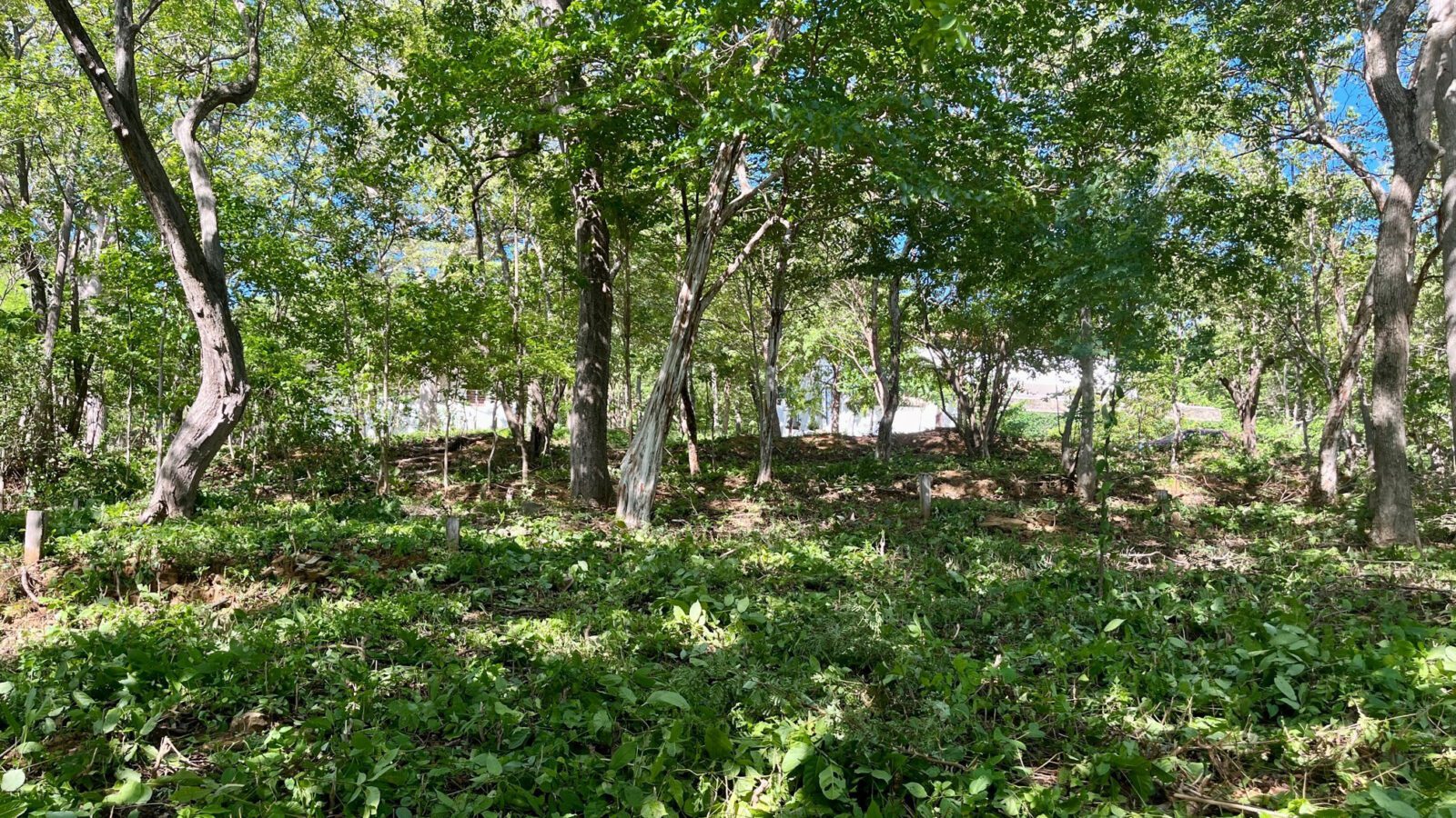 Ocean View Lot in Costa Dulce