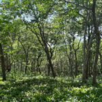 Ocean View Lot in Costa Dulce
