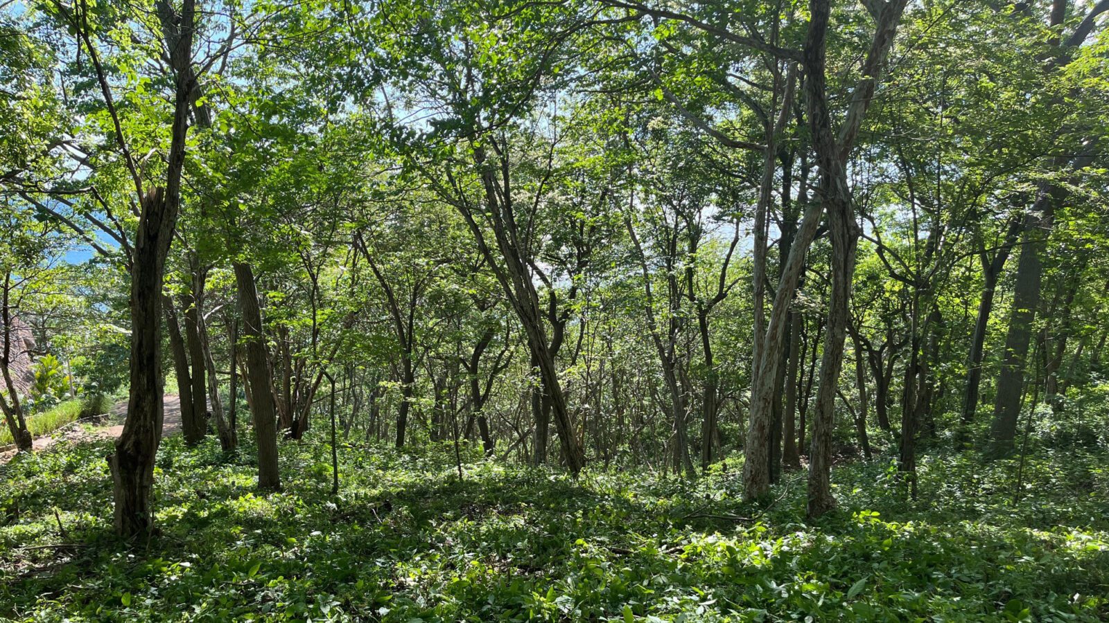 Ocean View Lot in Costa Dulce