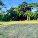 Large Tree in Foreground