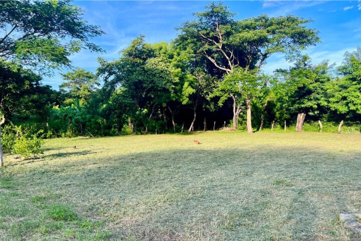 Large Tree in Foreground