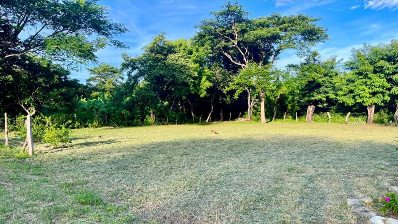 Large Tree in Foreground