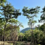 Lot 12 Ocean View