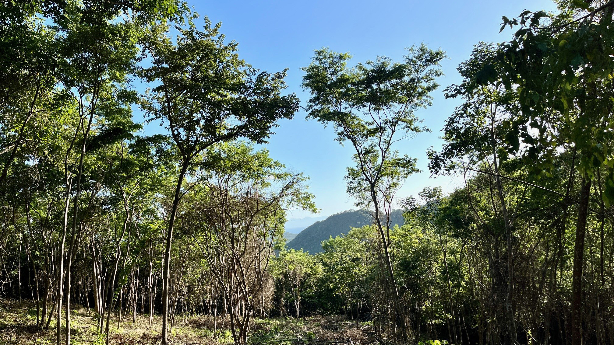 Ocean View Lot Surrounded by Nature in San Juan Del Sur, Nicaragua