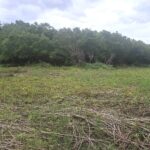 Titled Commercial lots in Gigante