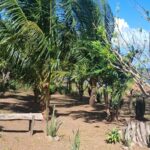 Lakefront Property with Commercial Potential featuring palm trees and shaded garden area near the water.