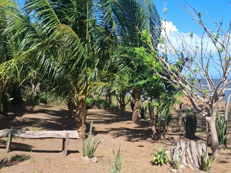 Lakefront Property with Commercial Potential featuring palm trees and shaded garden area near the water.