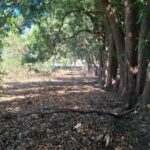 Commercial acreage in Popoyo