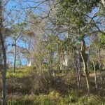 Dry-season hillside with the road and surrounding lots
