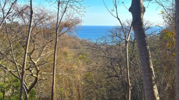 Tree-lined beach near San Juan del Sur