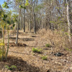 Paved access and TreeCasa amenities near the lot