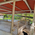 Steel livestock gallery for cattle, sheep, and pigs