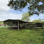 Steel livestock gallery for cattle, sheep, and pigs