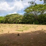Open build-ready ground with mature shade trees