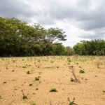 Graded lot with tree cover at the edges