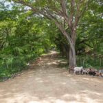 Access along the property edge
