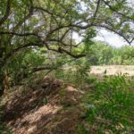 Wooded border of the parcel