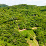 Lush canopy and roads through the eco-community