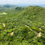 Forested lots along a graded community road