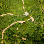 Dense tropical dry forest across the community