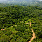 Green canopy over the spacious lots