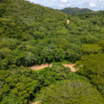 Roads threading the forested eco-community