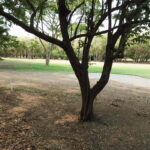 Fairway homesite at Hacienda Iguana — mature shade tree framing the 5th hole