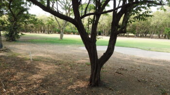 Fairway homesite at Hacienda Iguana — mature shade tree framing the 5th hole