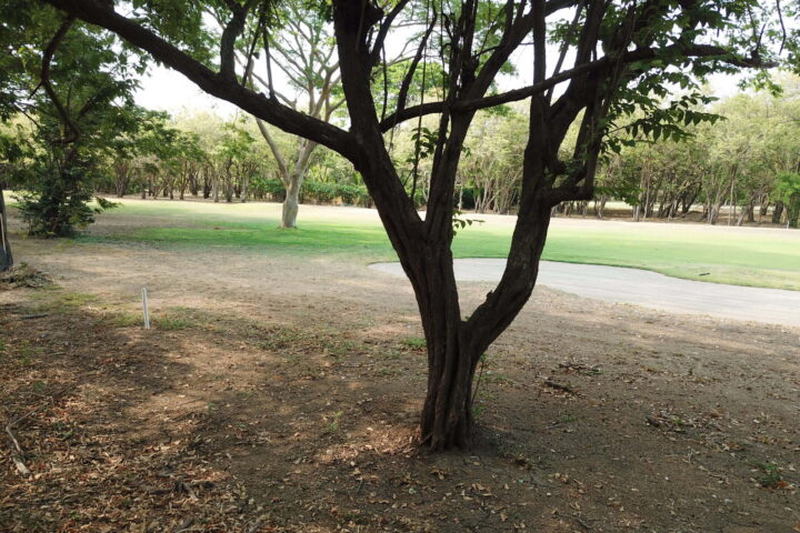 Fairway homesite at Hacienda Iguana — mature shade tree framing the 5th hole