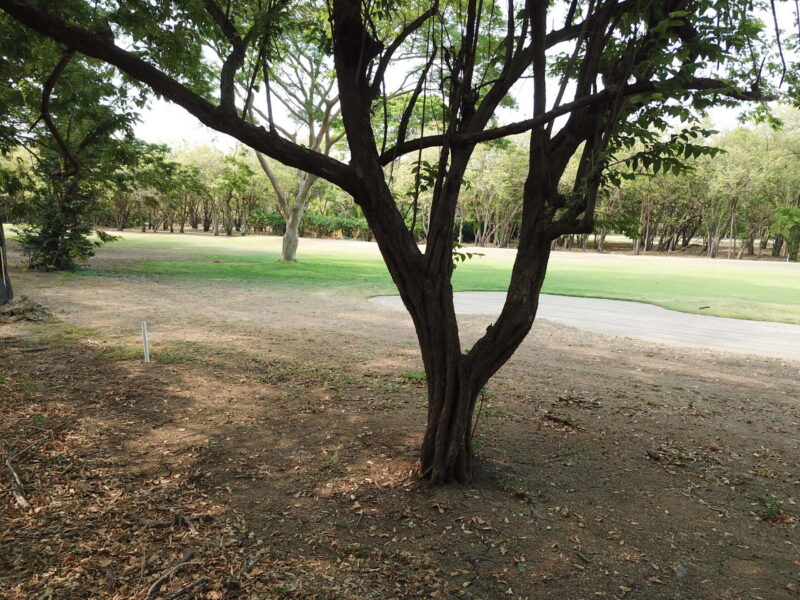 Fairway homesite at Hacienda Iguana — mature shade tree framing the 5th hole