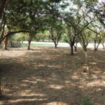 Wooded lot with the golf course visible through the trees